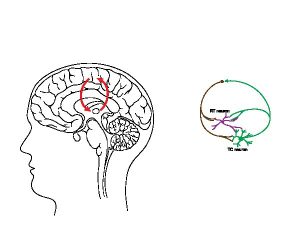 rosehip-neuron-brain