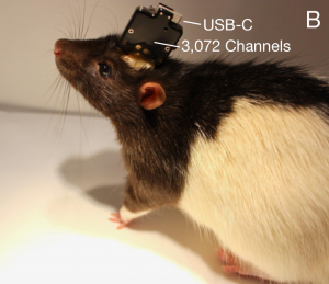 neuralink rat laboratoire