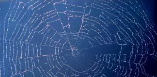 Tutoriel : Massive Google Image scraping Google Image scraping