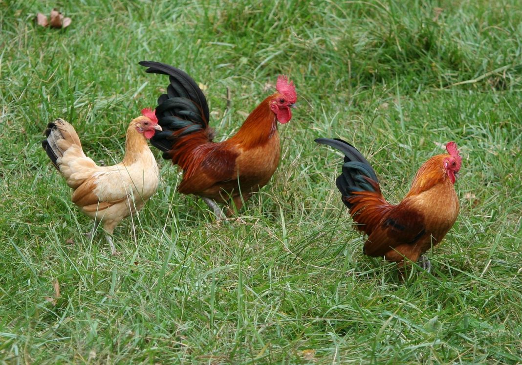 poules et coq