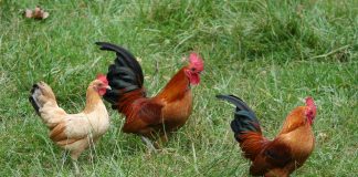 Comprendre le langage des poules grâce au Machine Learning poules et coq