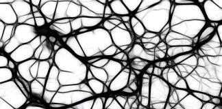 Un nouveau neurone chez l’Homme : le rosehip Neuroniblue