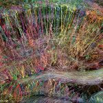 Brainbow-Hippocampus-rainbow-colors-large
