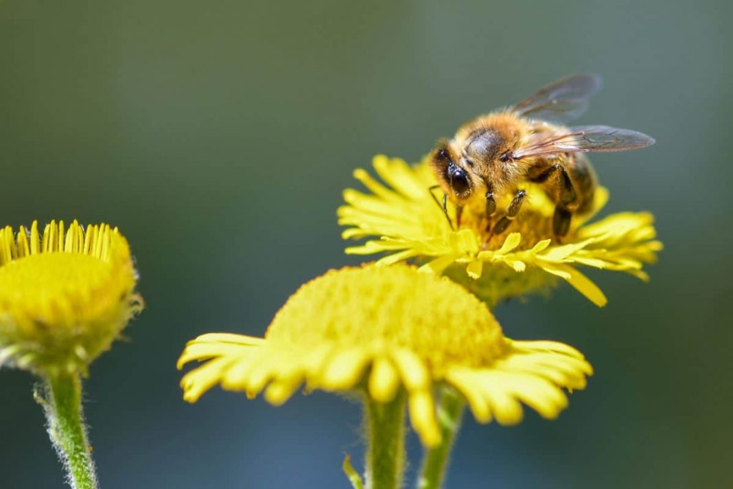 A Quoi Servent Les Frelons Asiatiques Robot-abeille et pollinisation : fiction ou réalité ? - Pensée Artificielle