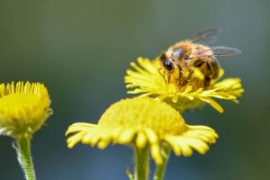 pollinisation-abeilles