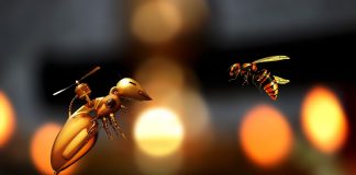 Robot-abeille et pollinisation : fiction ou réalité ? robobee concept art