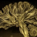 gregadunn gold brain