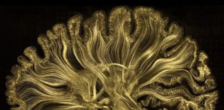 Une micro-gravure onirique de votre cerveau gregadunn gold brain