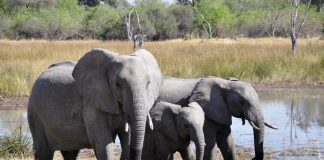 Deep learning et animaux