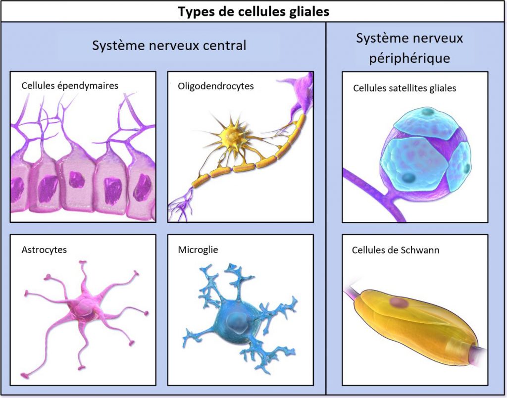 cellules-gliales. 10% cerveau
