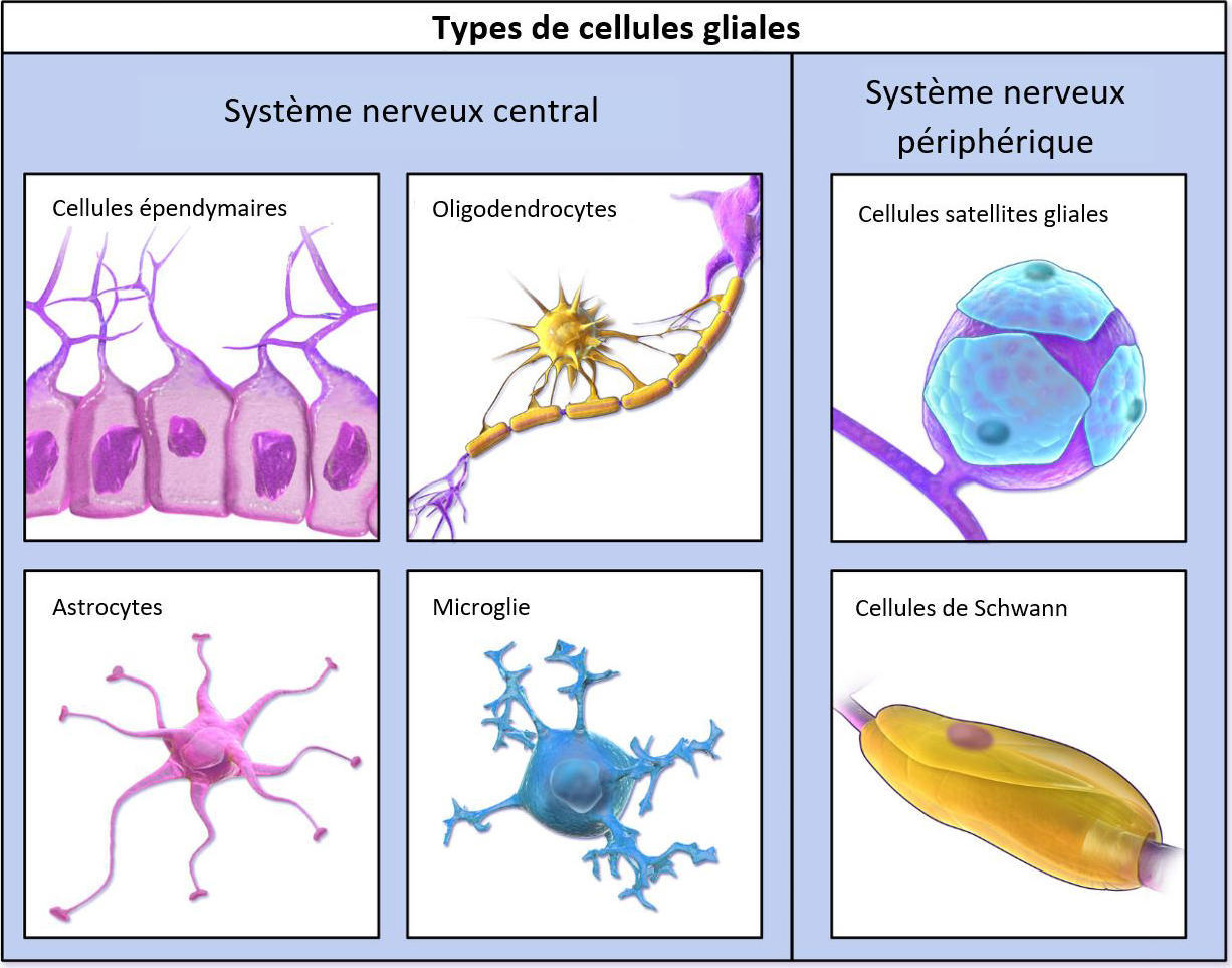 neuromythes