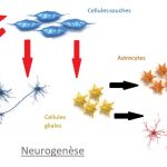 Neurogenèse